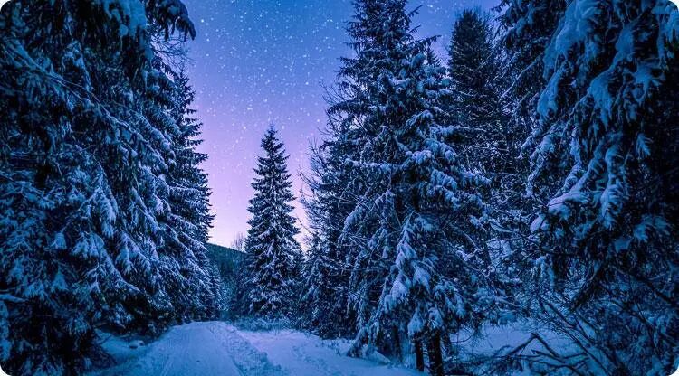 你几月出生，就是什么树?