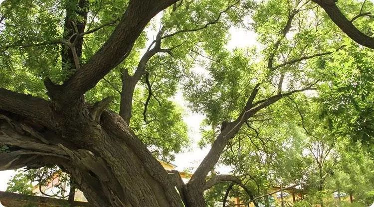 石狮家居风水选择_色彩·风水·家居_家居灯饰风水