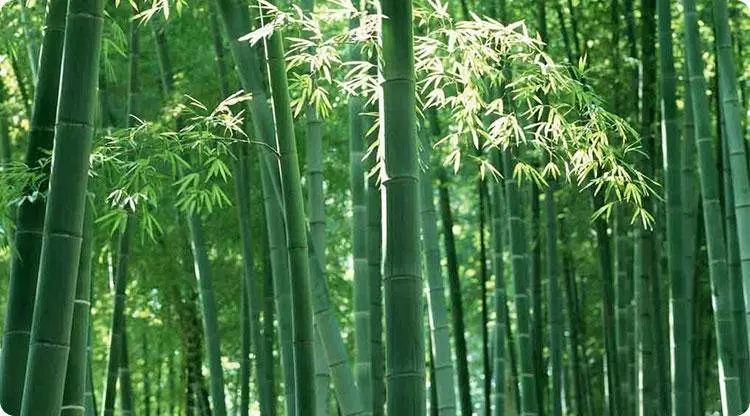 石狮家居风水选择_色彩·风水·家居_家居灯饰风水