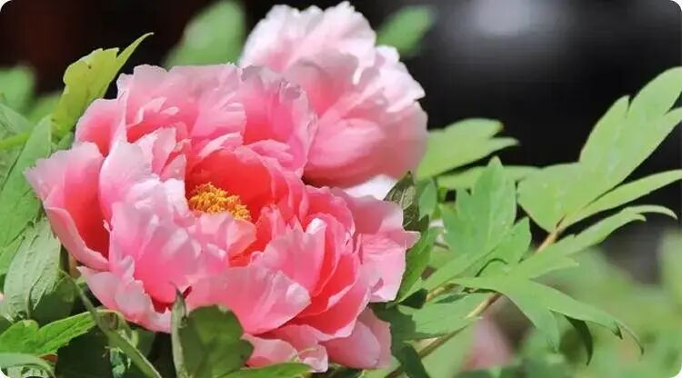 预示你财运上升，姻缘可成的梦境，快来看看吧！