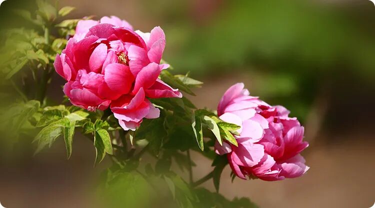 这几个梦境预示你姻缘可成，运势高升，钱财涌进来~