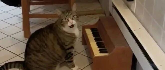 这只猫咪肚子饿了就弹琴：到底什么时候开饭啊？！