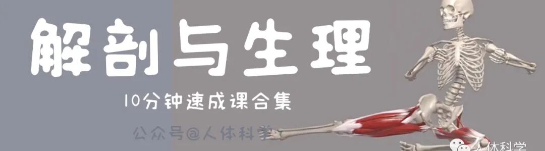 外展枕怎么使用【科学训练】抗阻训练和静态拉伸时的肌肉功能及动作表_https://www.jmylbn.com_新闻资讯_第4张