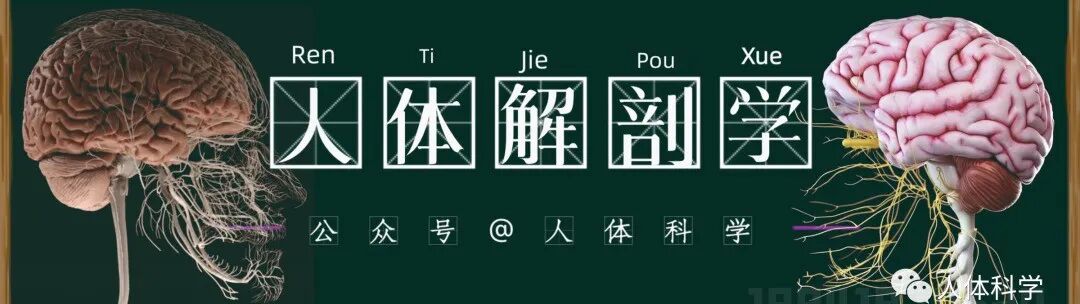 外展枕怎么使用【科学训练】抗阻训练和静态拉伸时的肌肉功能及动作表_https://www.jmylbn.com_新闻资讯_第6张