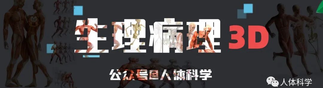 外展枕怎么使用【科学训练】抗阻训练和静态拉伸时的肌肉功能及动作表_https://www.jmylbn.com_新闻资讯_第5张