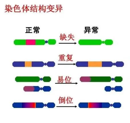 染色体平衡易位、倒位，你了解吗？