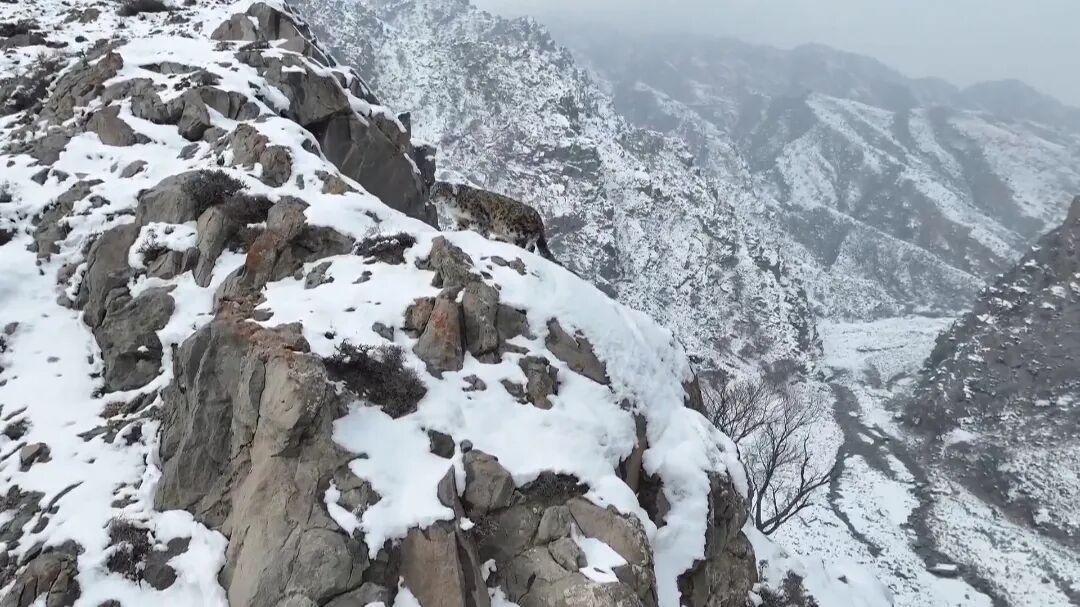 雪豹图6.jpg