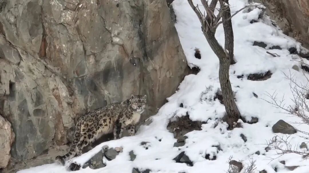 雪豹图8.jpg