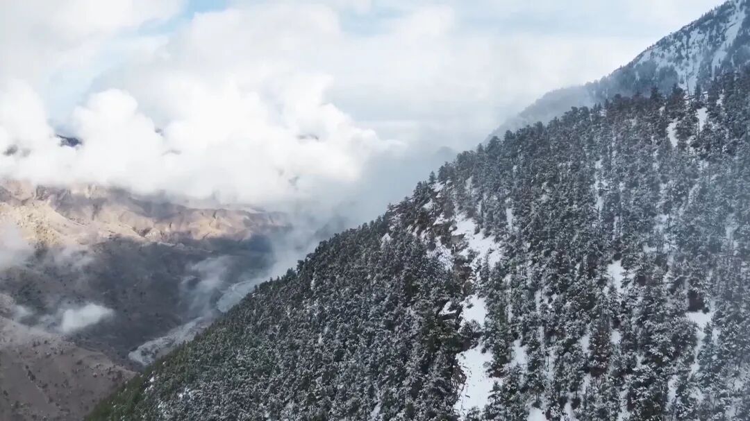 雪豹图5.jpg