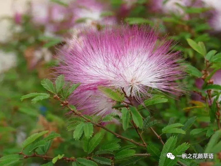 红粉扑花 一帆之花颜草语 微信公众号文章阅读 Wemp