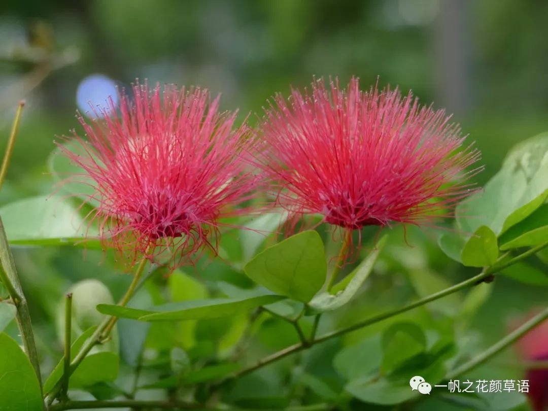 红粉扑花 一帆之花颜草语 微信公众号文章阅读 Wemp