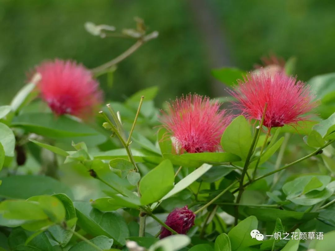 红粉扑花 一帆之花颜草语 微信公众号文章阅读 Wemp