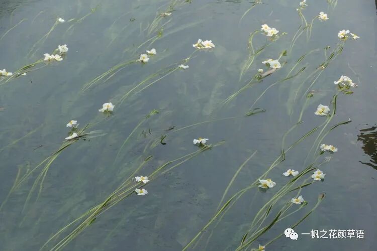 椰菜花_荠菜花_海菜花