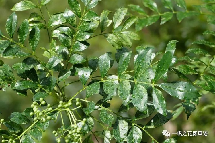 界 植物界 門 被子植物門 綱 雙子葉植物綱 亞