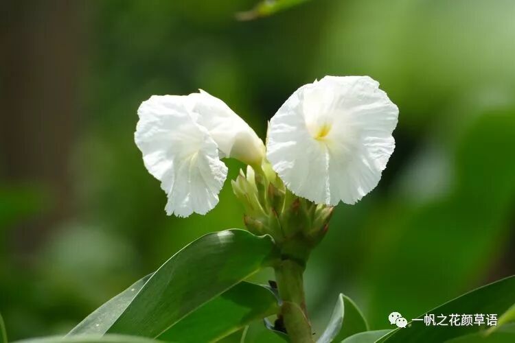 闭鞘姜 一帆之花颜草语 微信公众号文章阅读 Wemp