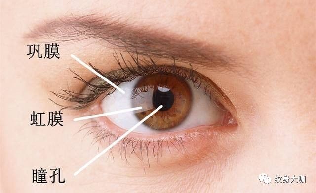 覆盖着一层薄薄的结膜组织在我们眼球巩膜的表面上,卢纳·科布拉