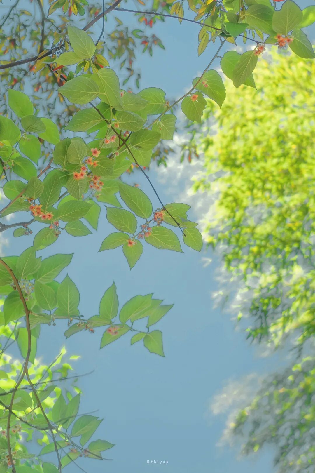 80张摄影师拍的夏日壁纸美炸了