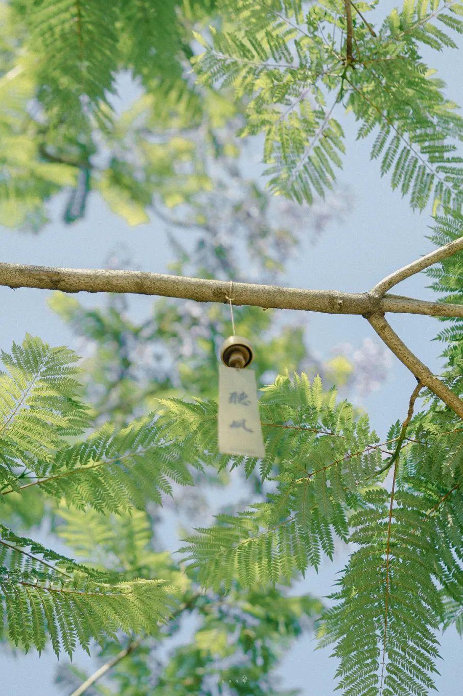 by weibo @ccchara藏在远方的绿色里夏日的秘密photo by ins