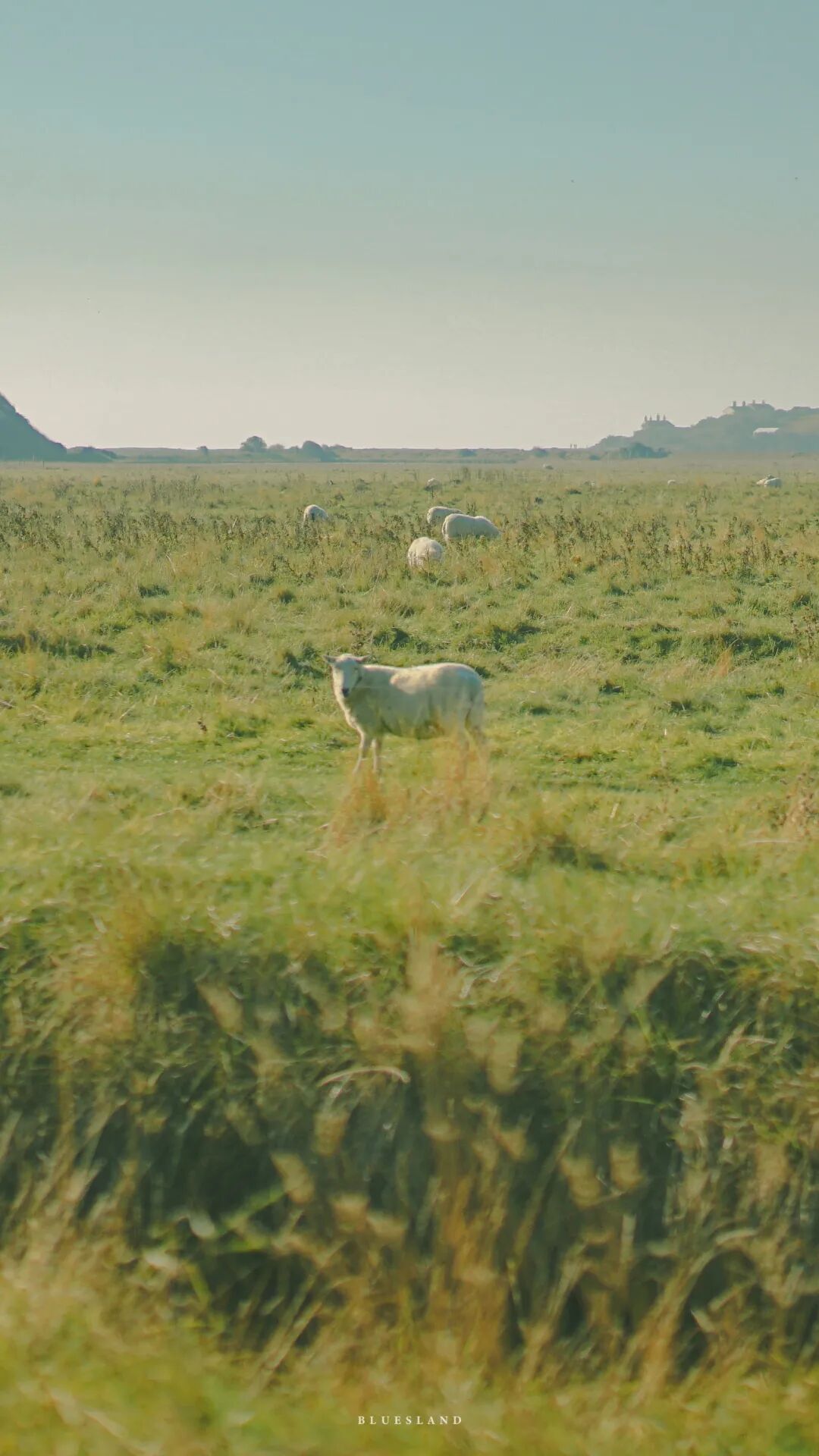 80张摄影师拍的夏日壁纸美炸了
