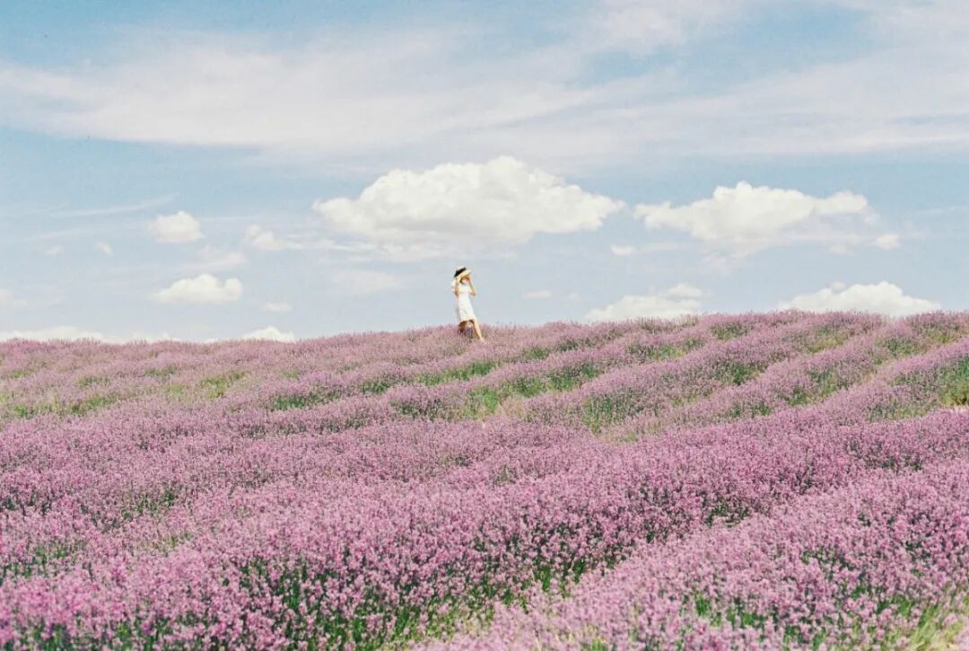 分享一组紫色系照片~太浪漫啦~