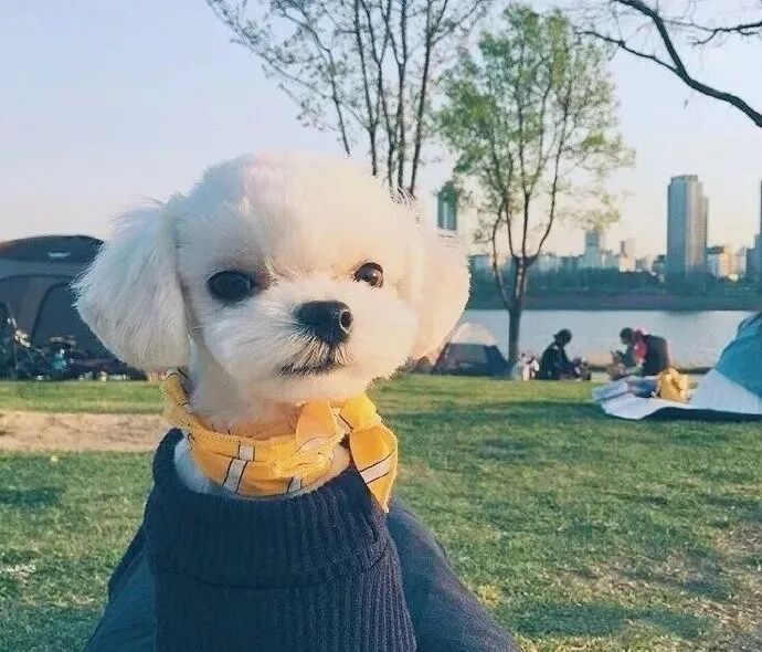 飼養寵物狗易出現的幾大錯誤 寵物 第7張