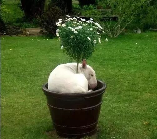 飼養寵物狗易出現的幾大錯誤 寵物 第6張