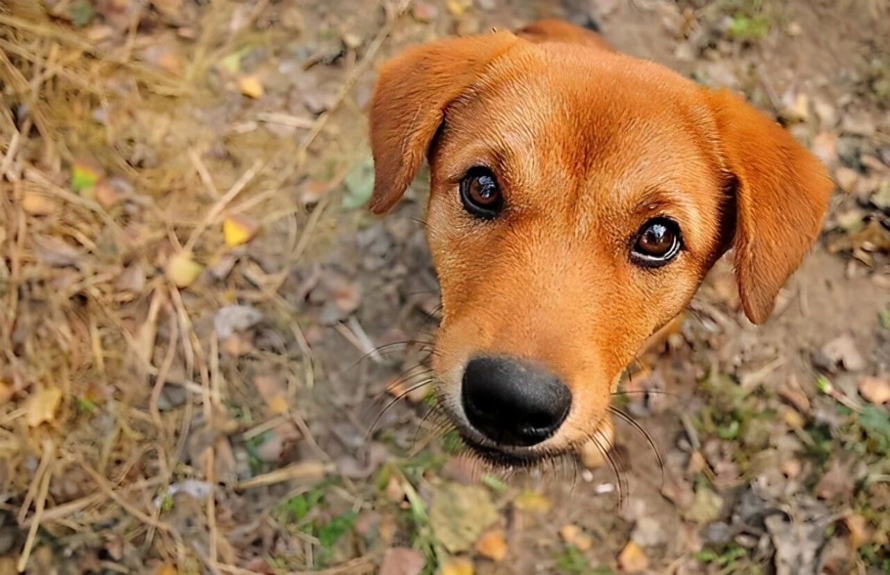 狗狗闻屁股行为，代表这几种意思，你知道几个