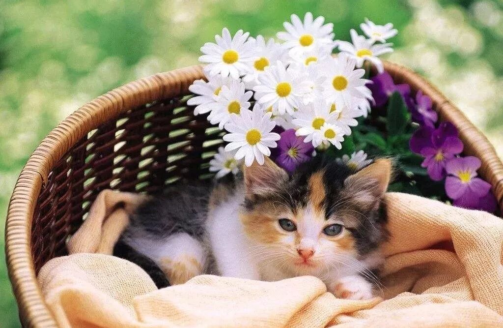 預防貓咪皮膚病有妙招 寵物 第8張