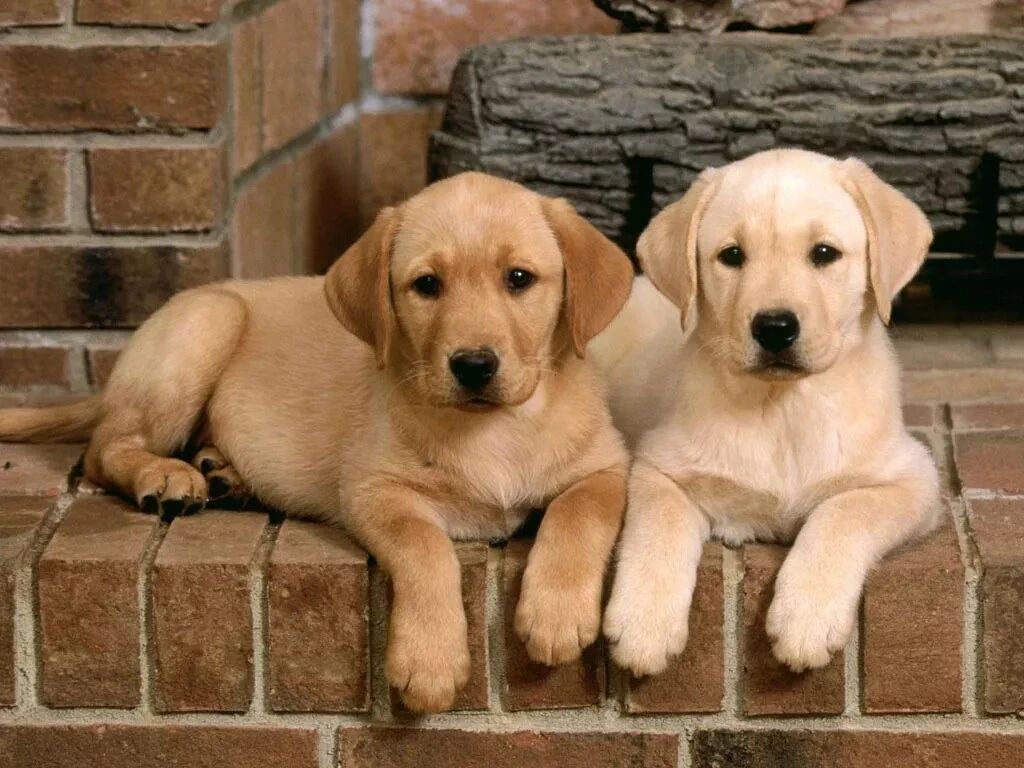 狗狗去世前，大概想对主人说这些话，网友：感动