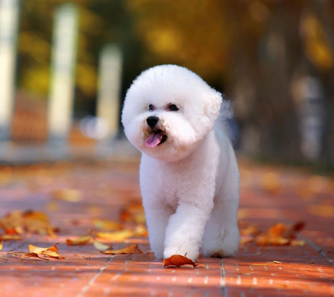 缺爱的狗狗，会有这些表现?你家狗狗占几种