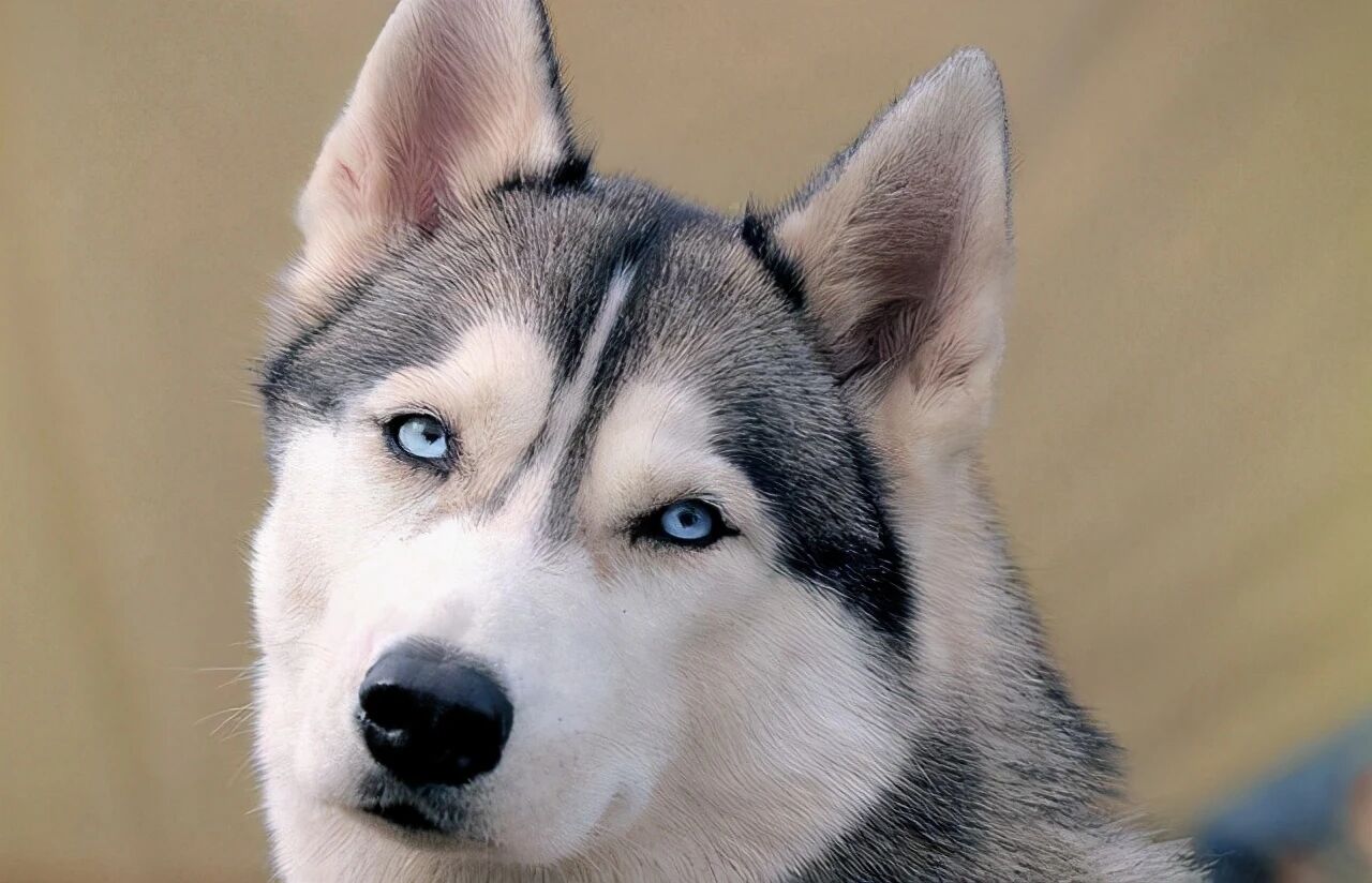 养狗，选择这四种狗狗，个个友善又懂事