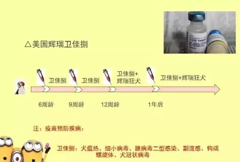 作為寵物主人，這個知識肯定是要了解的 寵物 第7張