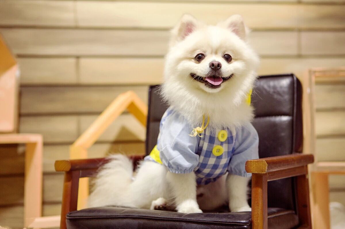 跟你家狗狗相处，避免做这些事，否则它会讨厌你哦