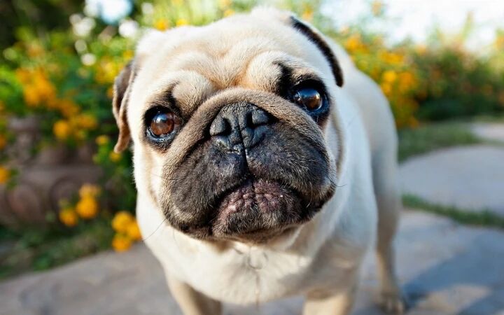 这四种狗狗，脾气好又善良，适合新手养