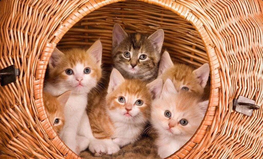 預防貓咪皮膚病有妙招 寵物 第4張