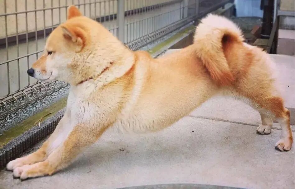 狗狗“撅屁股”意味着什么？这四点不可忽略