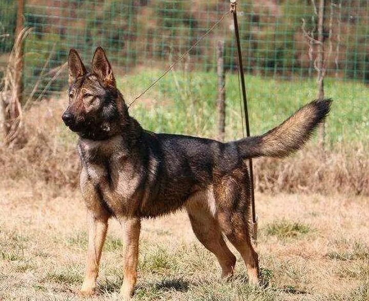 最好养的5种狗狗 适应环境能力强 适合新手养 柠檬资讯