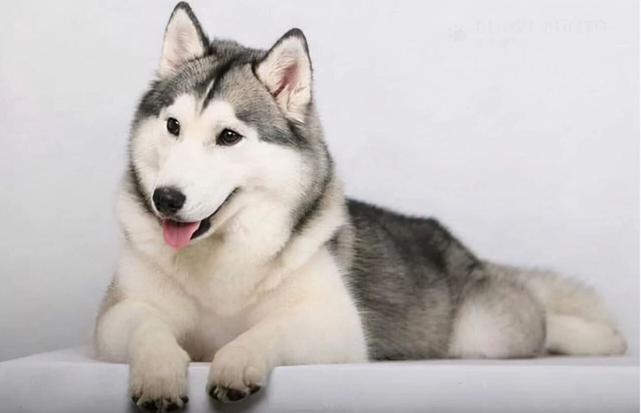 最适合家养的几种狗狗，温顺无攻击性，你养对了吗