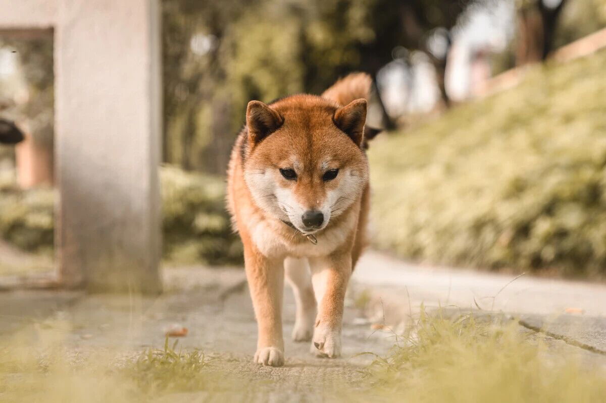 狗狗一生中，最想实现这几个愿望，你帮他完成几个了