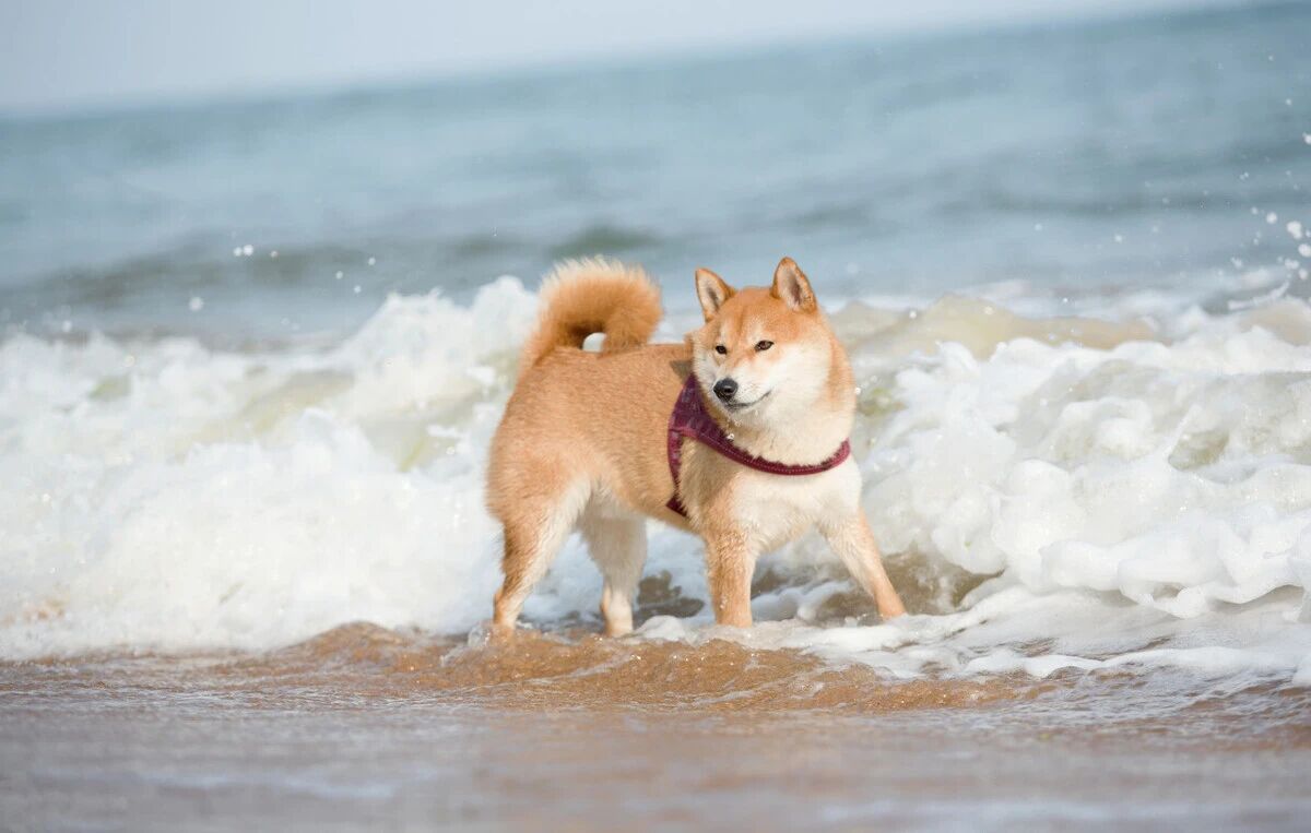 养狗，就选这几种温顺无攻击性的狗狗，看看你养对了吗