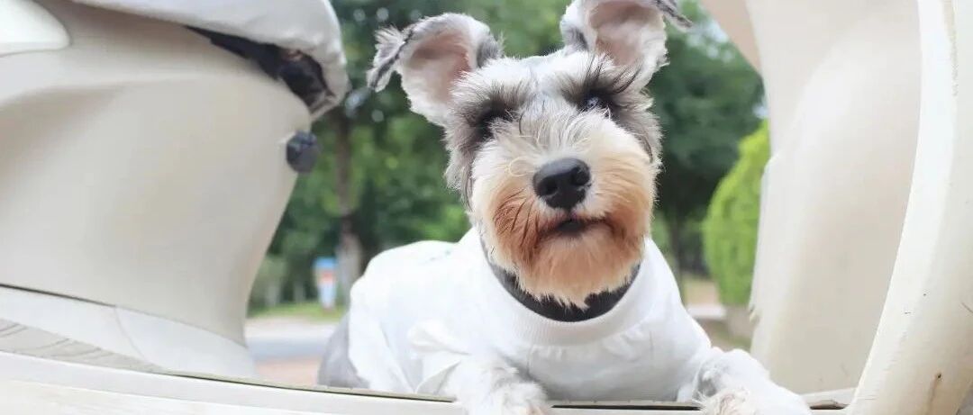 养狗，你需要了解这5个伤害狗狗的行为，以后就不要做了