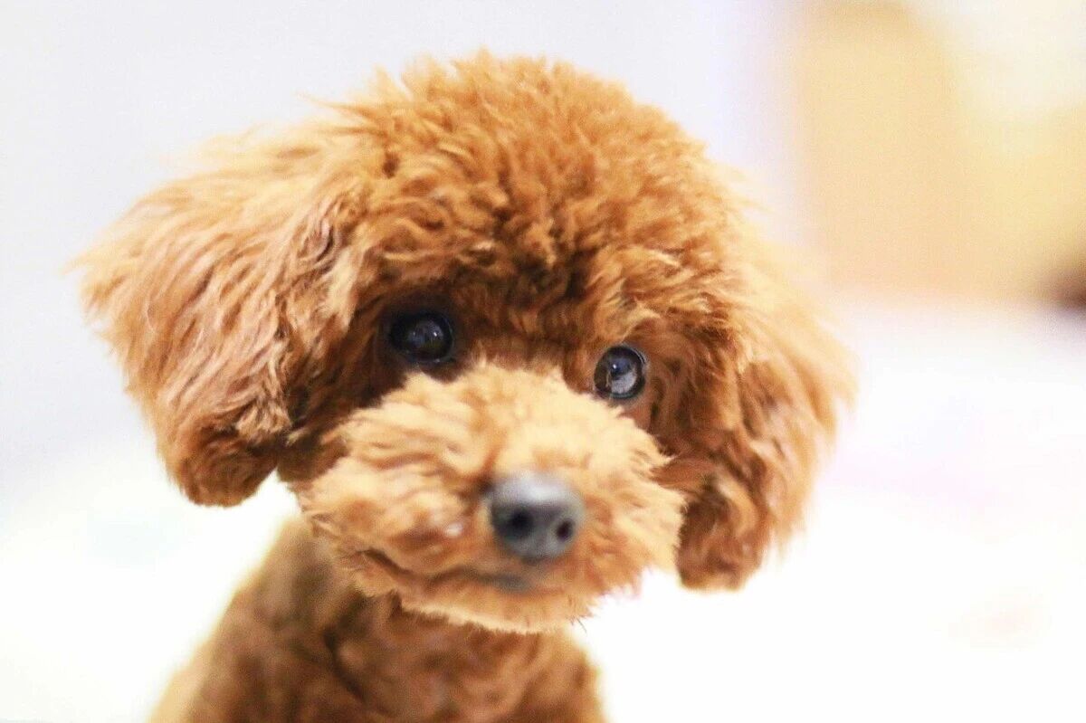 长期这样养狗，就是在伤害狗狗，宠主们要知晓