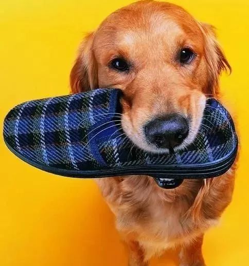 為什麼狗狗喜歡啃鞋子？ 未分類 第2張
