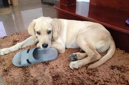 為什麼狗狗喜歡啃鞋子？ 未分類 第5張