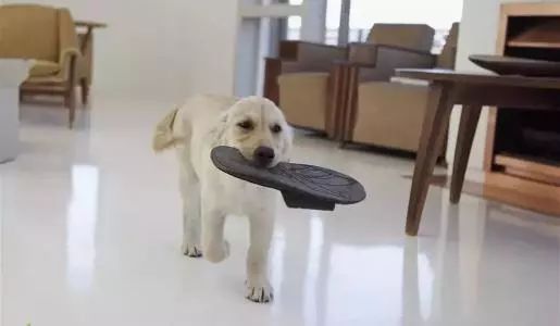 為什麼狗狗喜歡啃鞋子？ 未分類 第7張