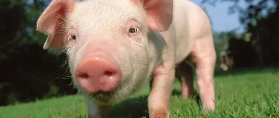 世界首例猪肾移植人体手术测试初步成功，是医学重大突破还是媒体过度解读？