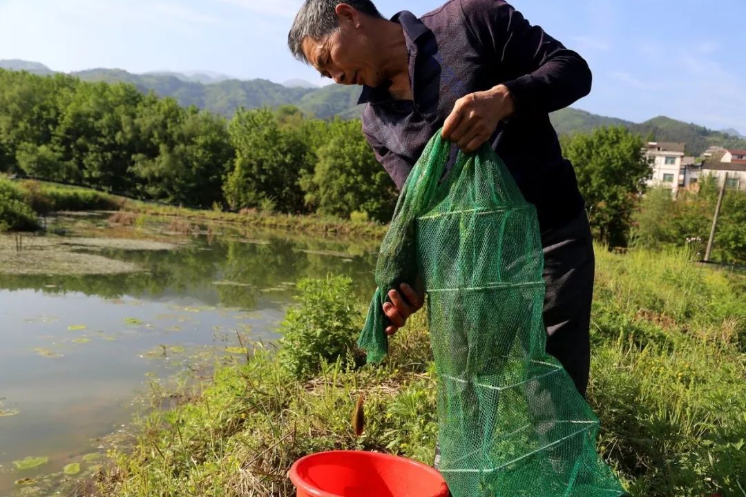 致富经龙虾养殖视频全集_致富经小龙虾养殖视频播放_致富经小龙虾