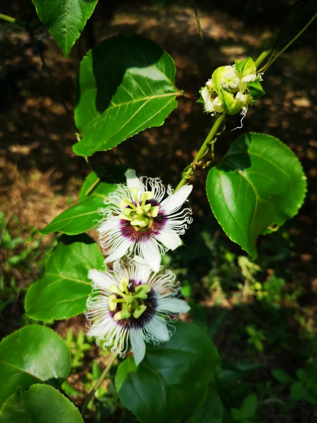 广州写字楼招商花城创意产业园