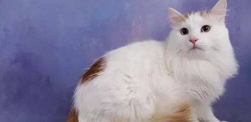 梦见猫拔牙，好运气就要来了！