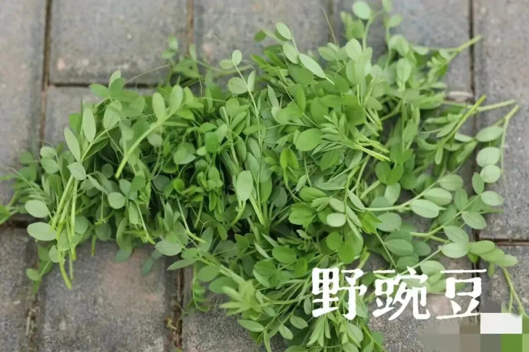 ​写给微信公众号的建议@微信公众号客服@微信公众号运营团队